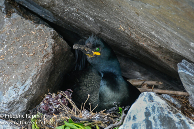 Cormoran huppé au nid