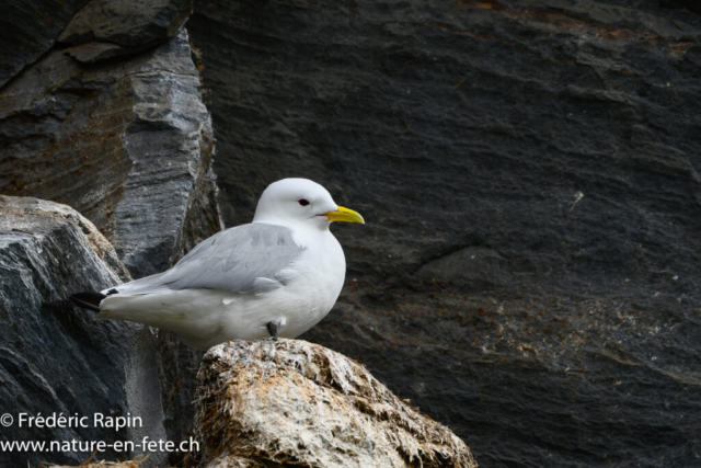 Mouette tridactyle