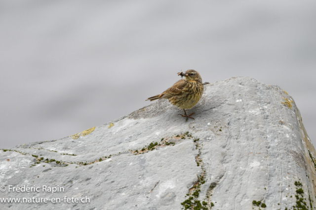 Pipit maritime