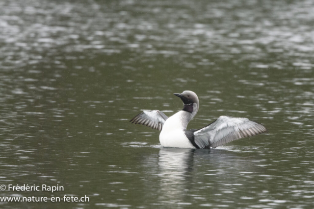 Plongeon arctique