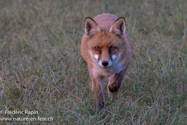 Renard