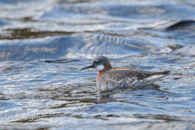 Phalarope à bec étroit