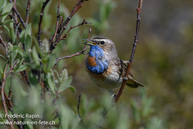 Gorge-bleue à miroir roux