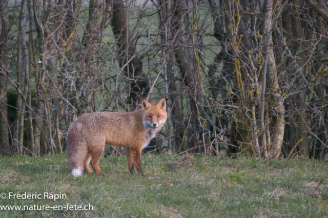 Renard