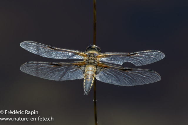 Libellule quadrimaculée