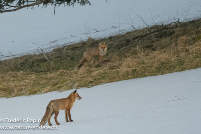 Renards