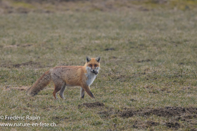 Renard