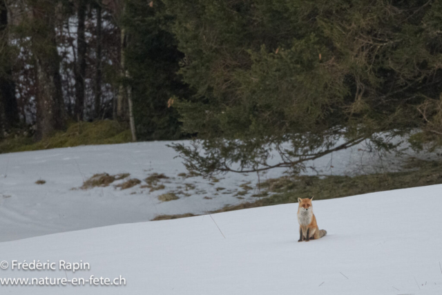 Renard