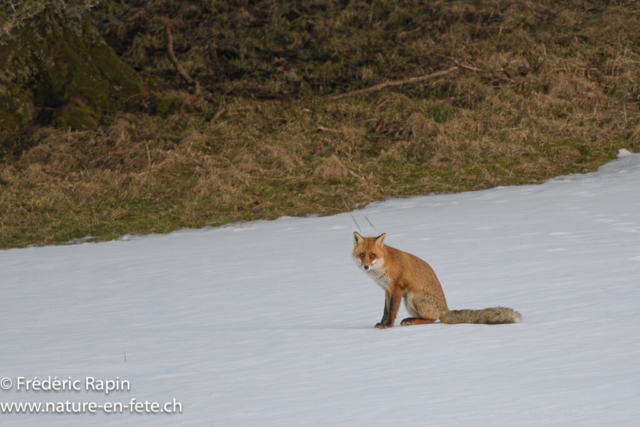 Renard