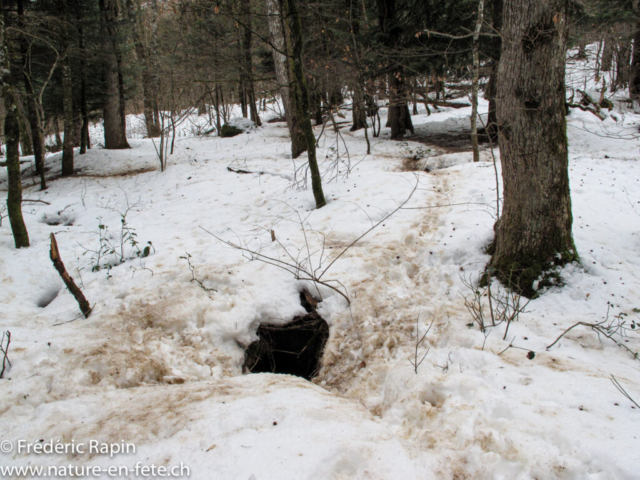 Terrier de blaireaux sous la neige