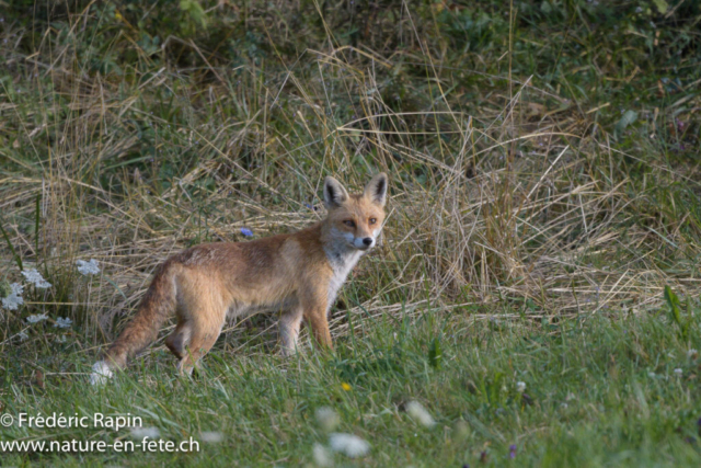 Renard