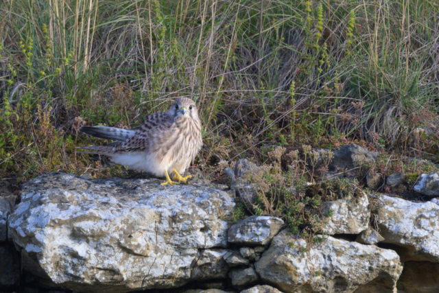 Faucon crécerelle femelle