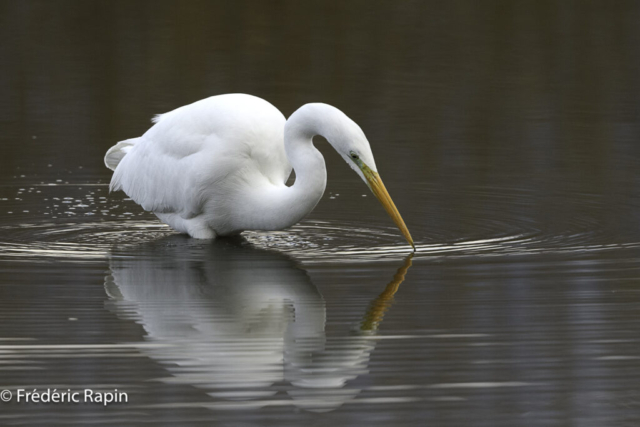 Grande aigrette