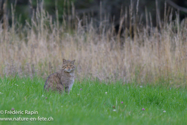 Chat forestier, Jura
