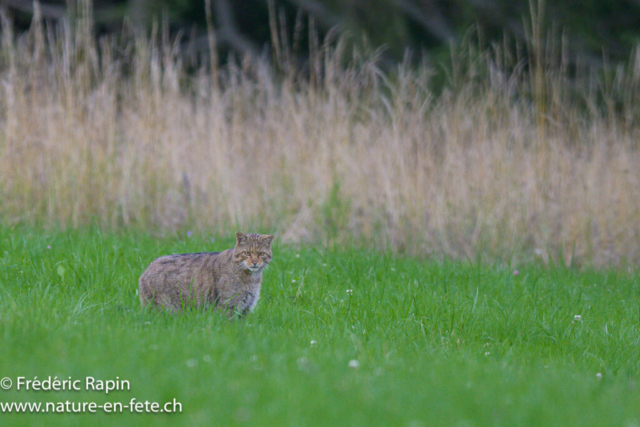 Chat forestier