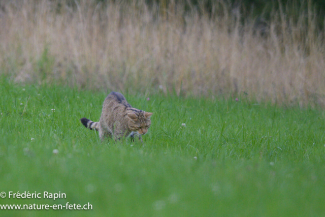 Chat forestier
