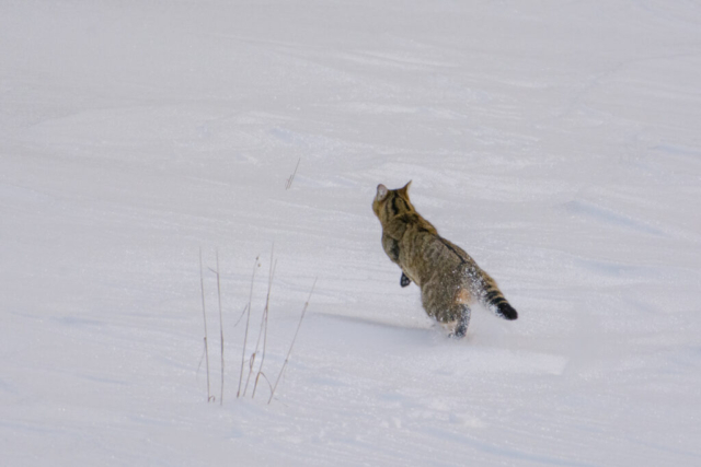 Chat forestier