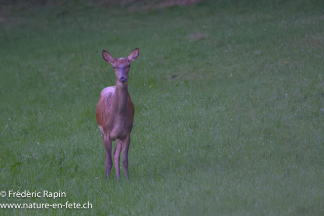 Biche de cerf