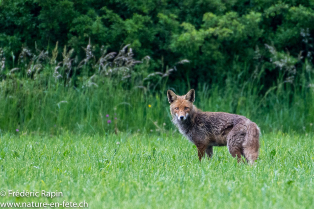 Renard méfiant