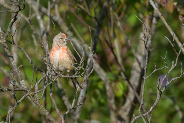 Linotte mélodieuse