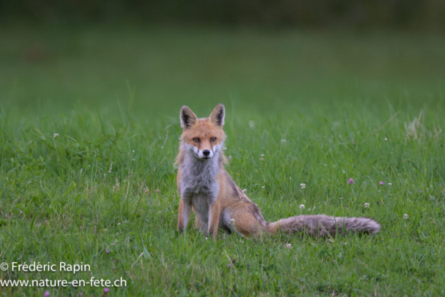 Renard