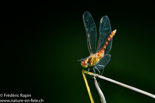 Sympetrum strié mâle