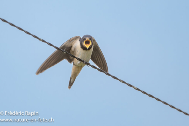 Hirondelle rustique