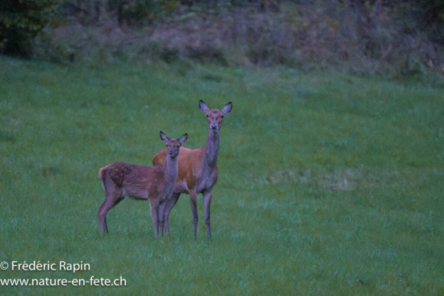 Biche de cerf et faon