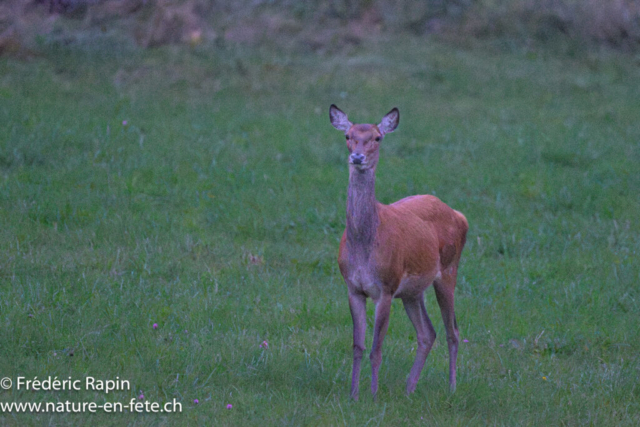 Biche de cerf
