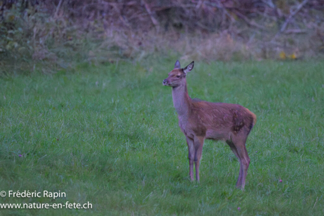 Faon de cerf