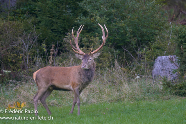 Cerf douze-cors