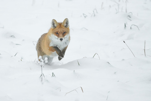 Renard