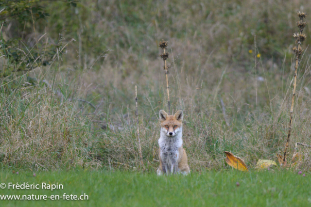 Renard
