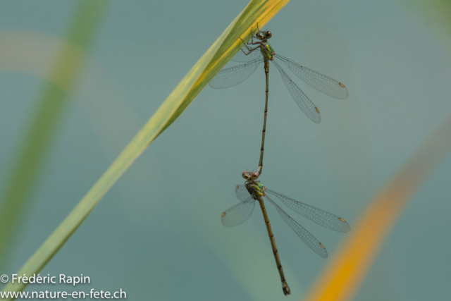 Lestes verts, accouplement