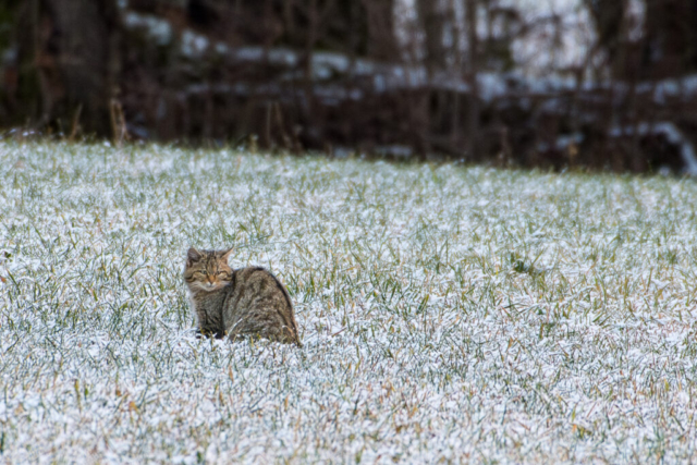 Chat forestier