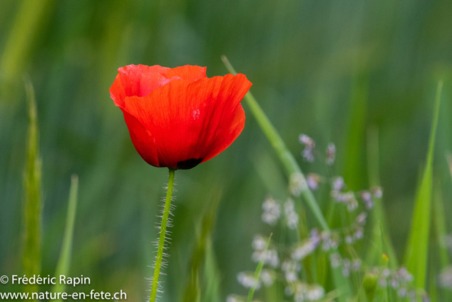 coquelicot