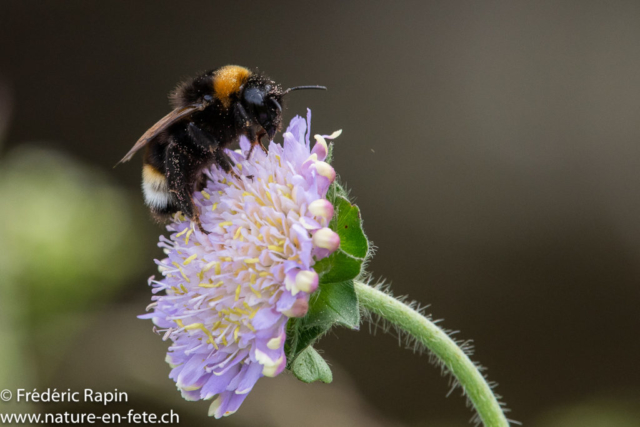 Bourdon terrestre sur une scabieuse