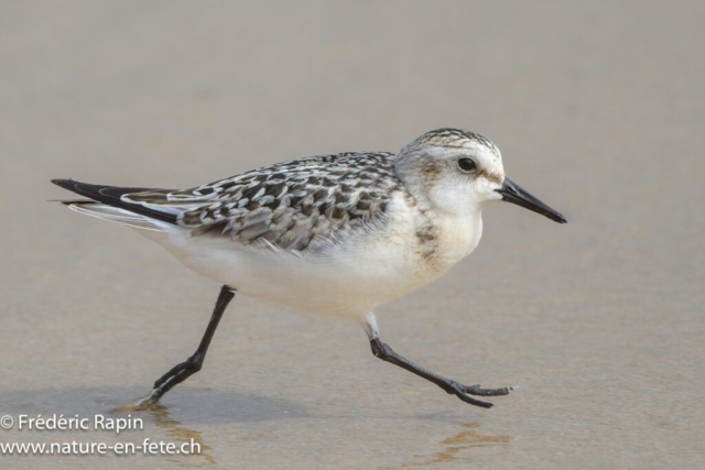 Bécasseau sanderling