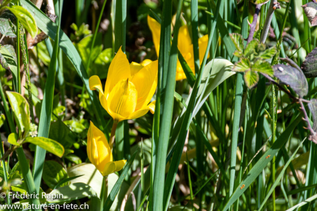 Tulipes sauvages