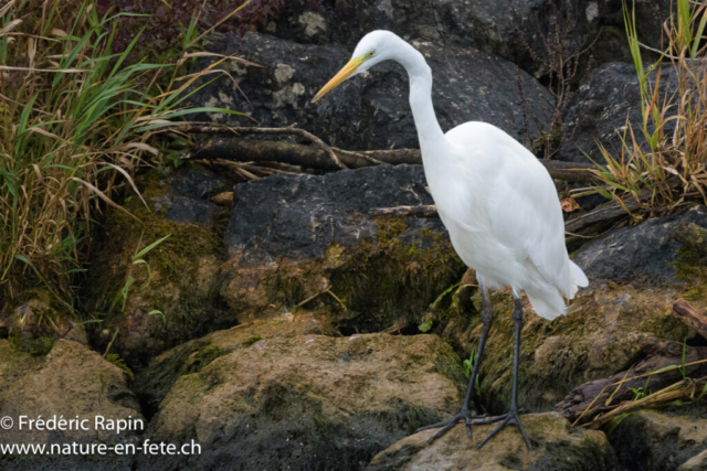 Grande aigrette
