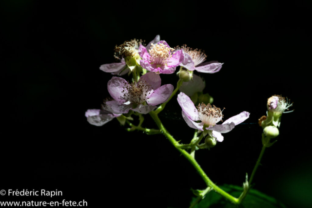 Fleurs de ronces