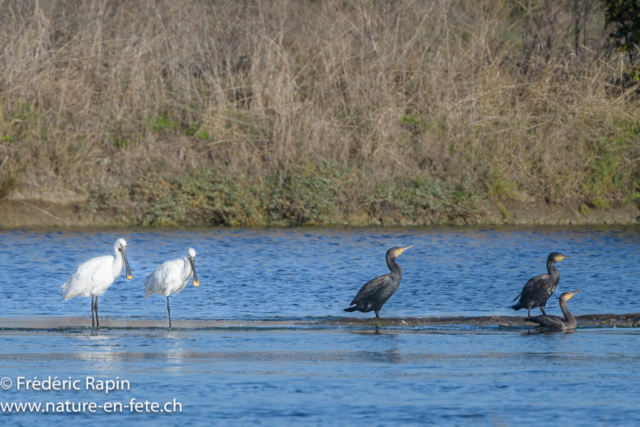 Spatules blanches et grands cormorans