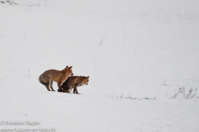 Couple de renards au rut