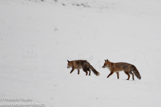 Couple de renards au rut