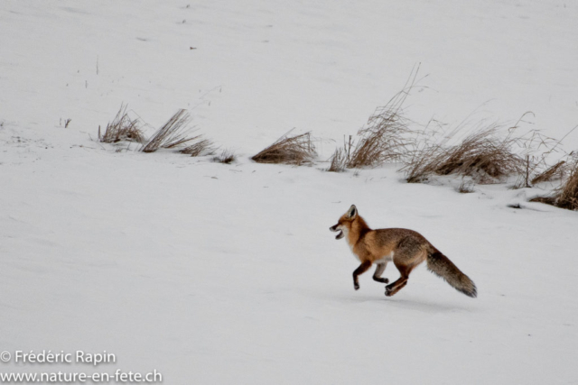 Renard au rut