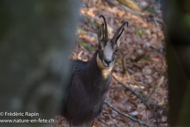 Chamois mâle