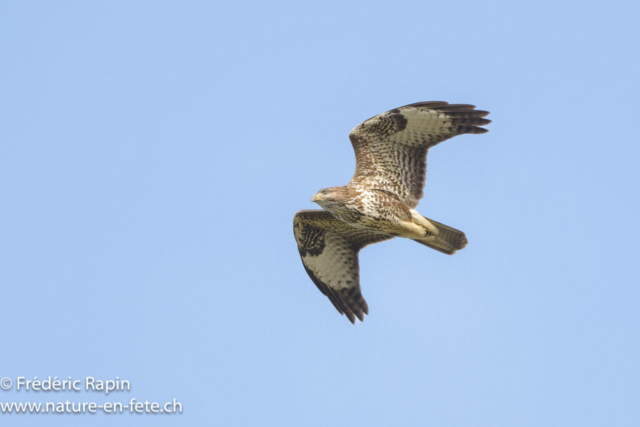 Buse variable