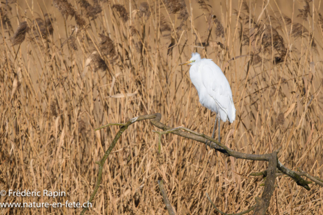 Grande aigrette