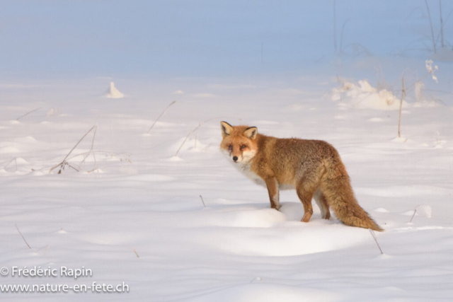 Renard