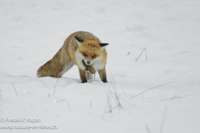 Renard